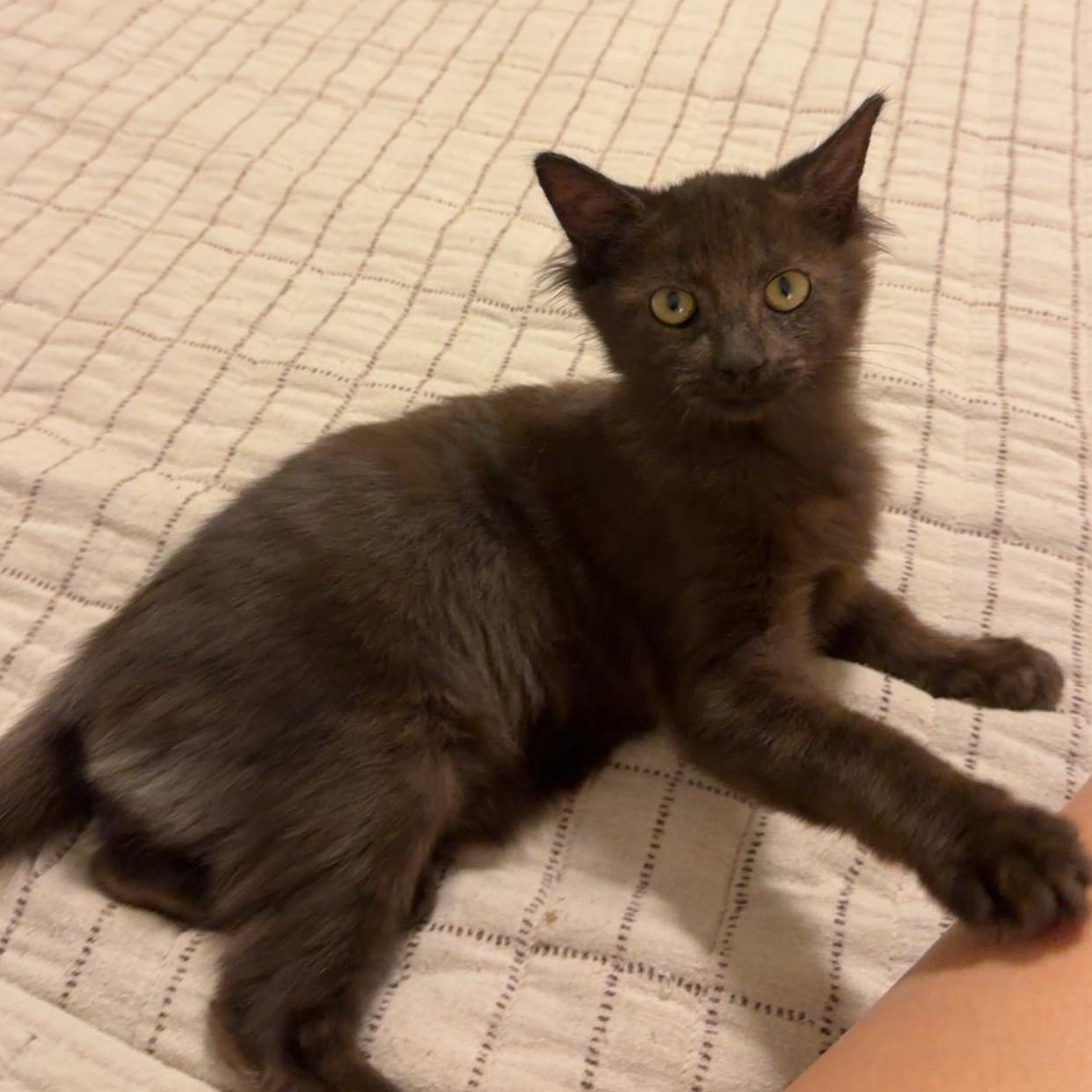 Enlarge Marmie, an adopted Domestic Medium Hair in Chandler, AZ image 5/5