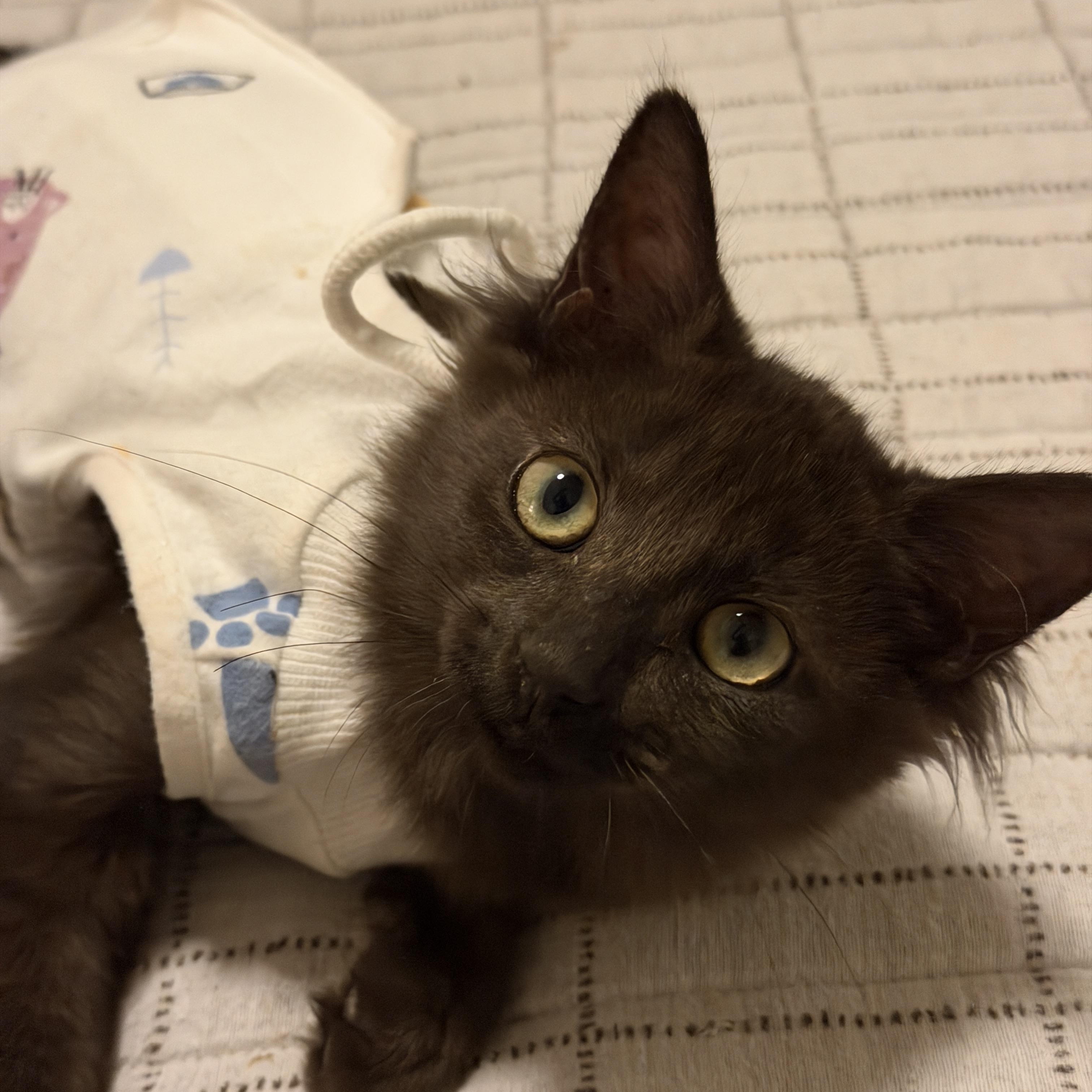 Enlarge Marmie, an adopted Domestic Medium Hair in Chandler, AZ image 2/5
