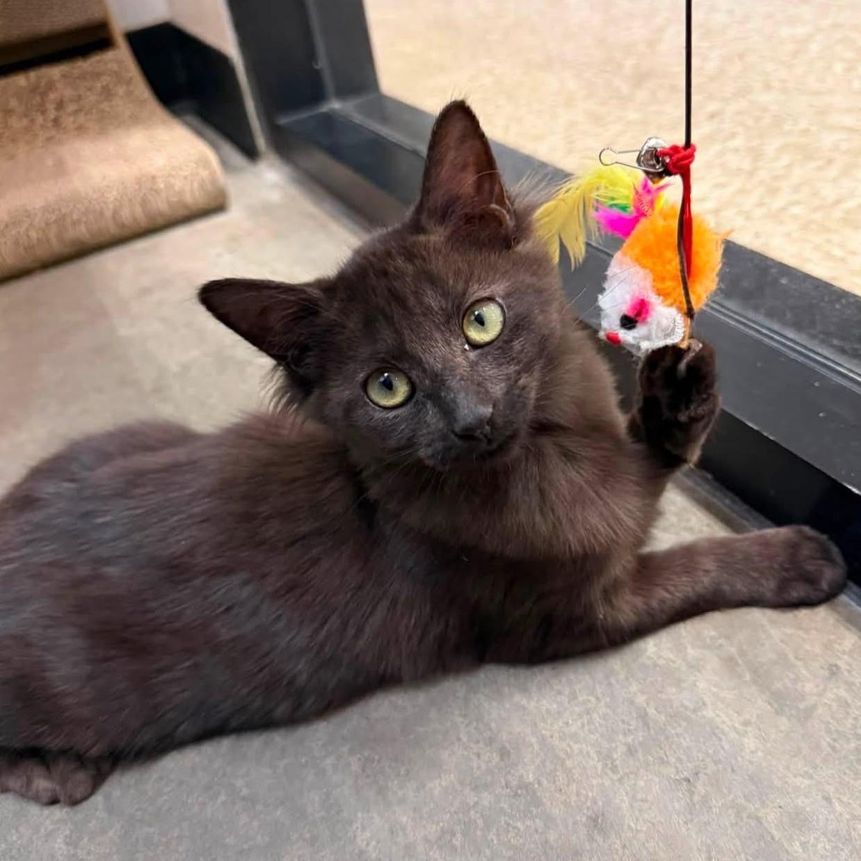 Enlarge Marmie, an adopted Domestic Medium Hair in Chandler, AZ image 1/5