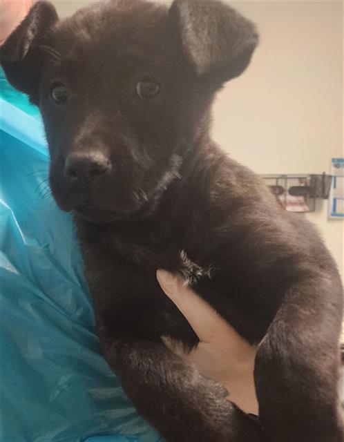 Enlarge Primrose -- URGENT!, a ADOPTABLE mixed breed in Thousand Oaks, CA image 1/1