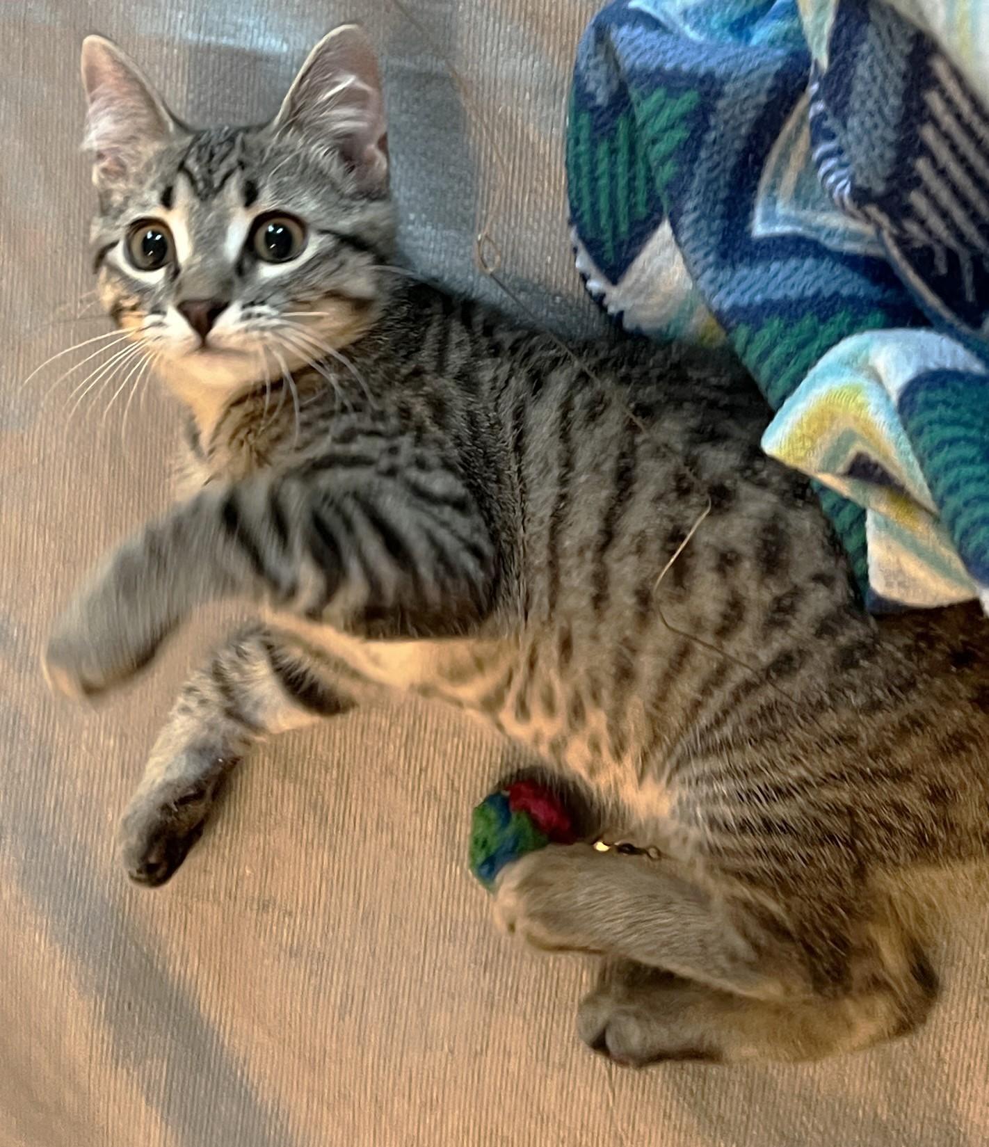 Enlarge Mopple - located at Petsmart NE, a ADOPTABLE Domestic Short Hair in Cedar Rapids, IA image 5/6