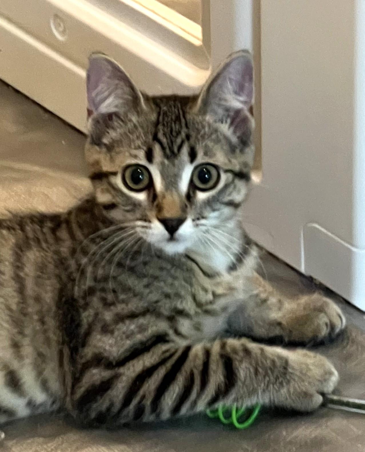 Enlarge Mopple - located at Petsmart NE, a ADOPTABLE Domestic Short Hair in Cedar Rapids, IA image 2/6