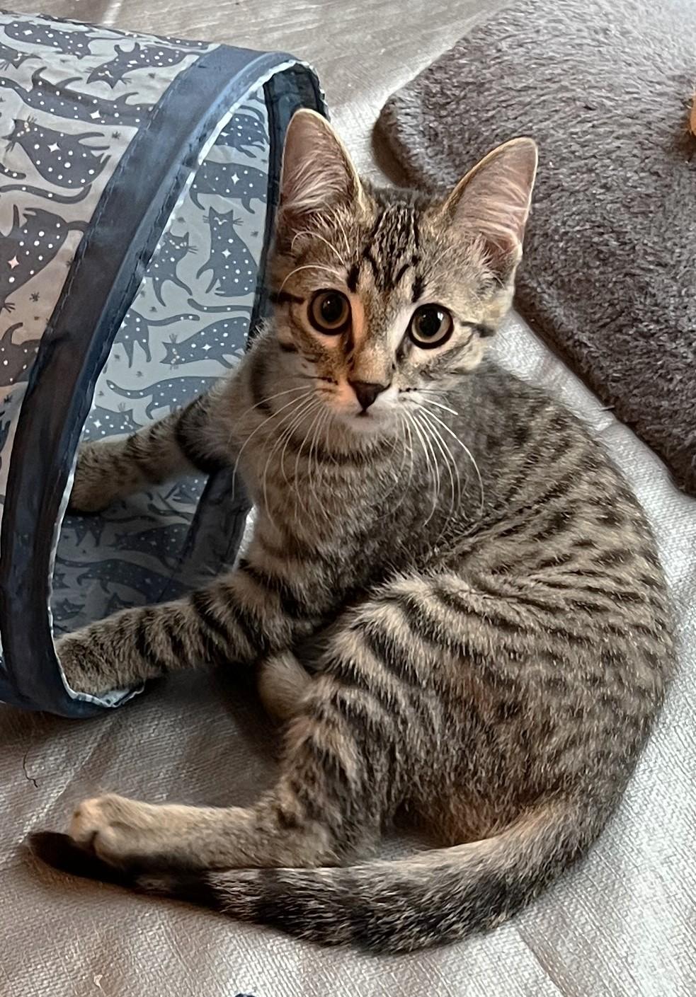 Enlarge Mopple - located at Petsmart NE, a ADOPTABLE Domestic Short Hair in Cedar Rapids, IA image 3/6