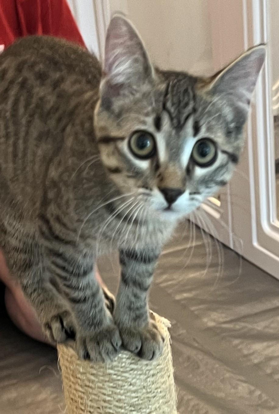 Mopple - located at Petsmart NE, ADOPTABLE, Kitten Female Domestic Short Hair.