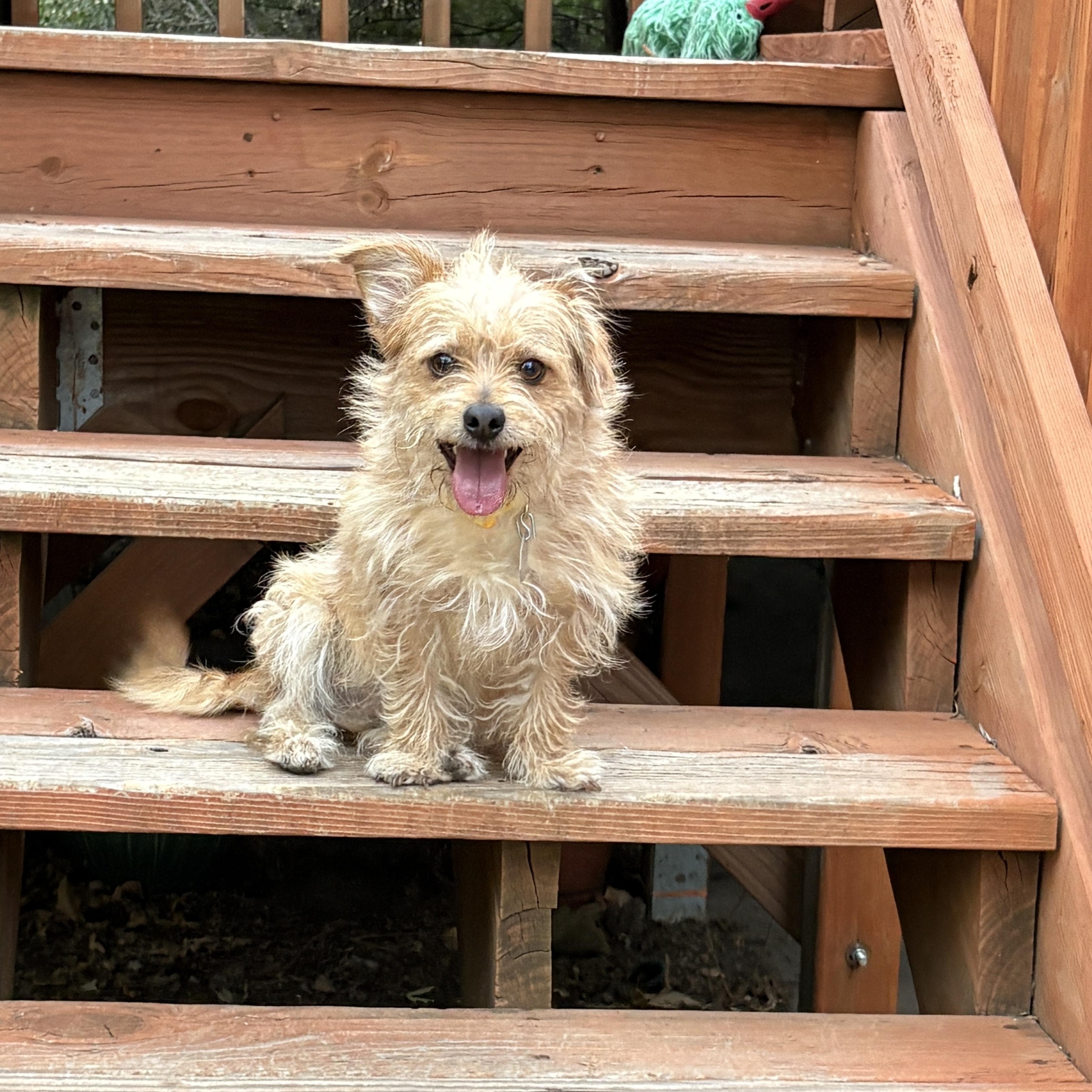 Enlarge Humphrey, a Adopted Cairn Terrier in Denver, CO image 4/4