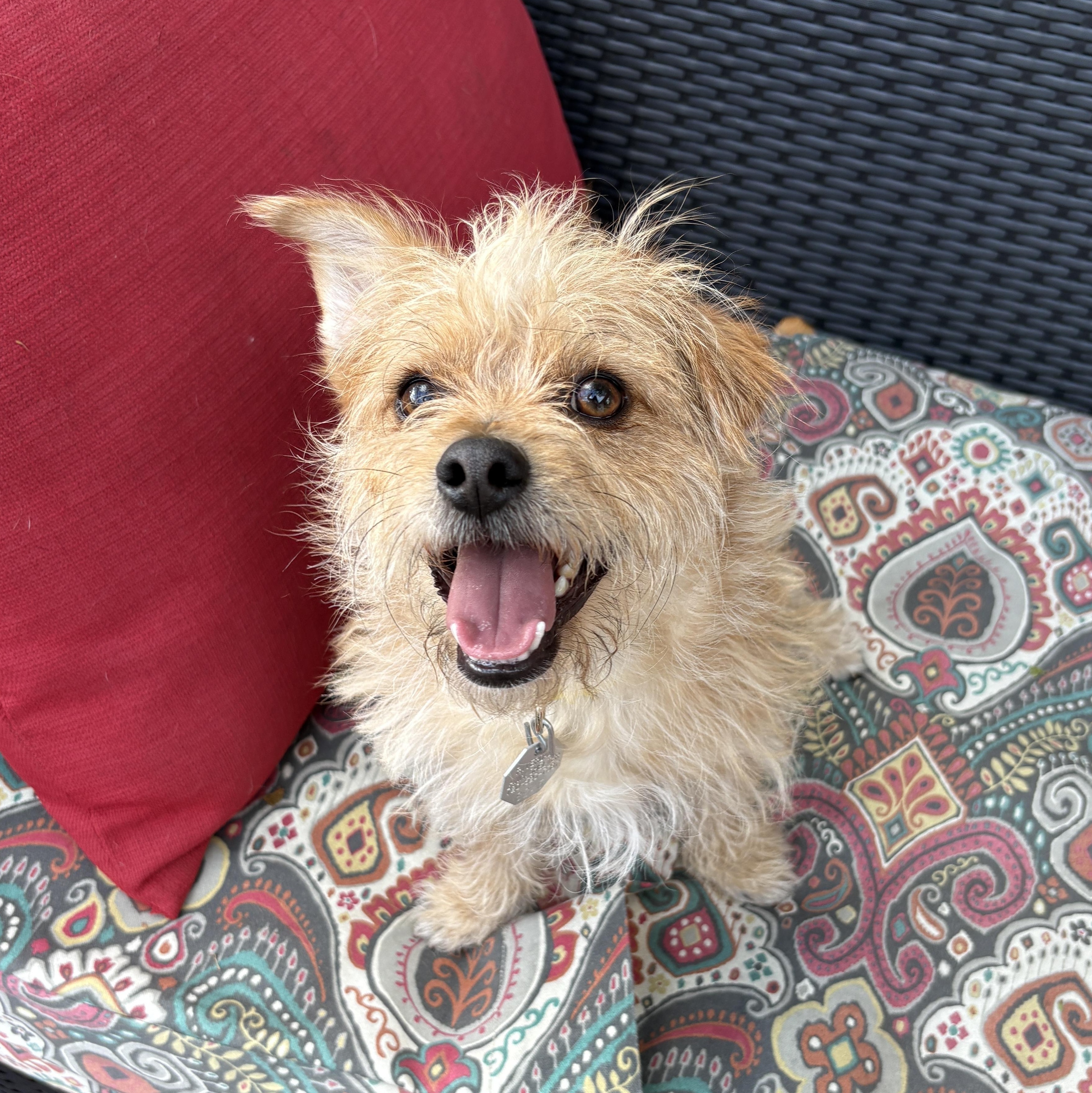 Enlarge Humphrey, a Adopted Cairn Terrier in Denver, CO image 1/4