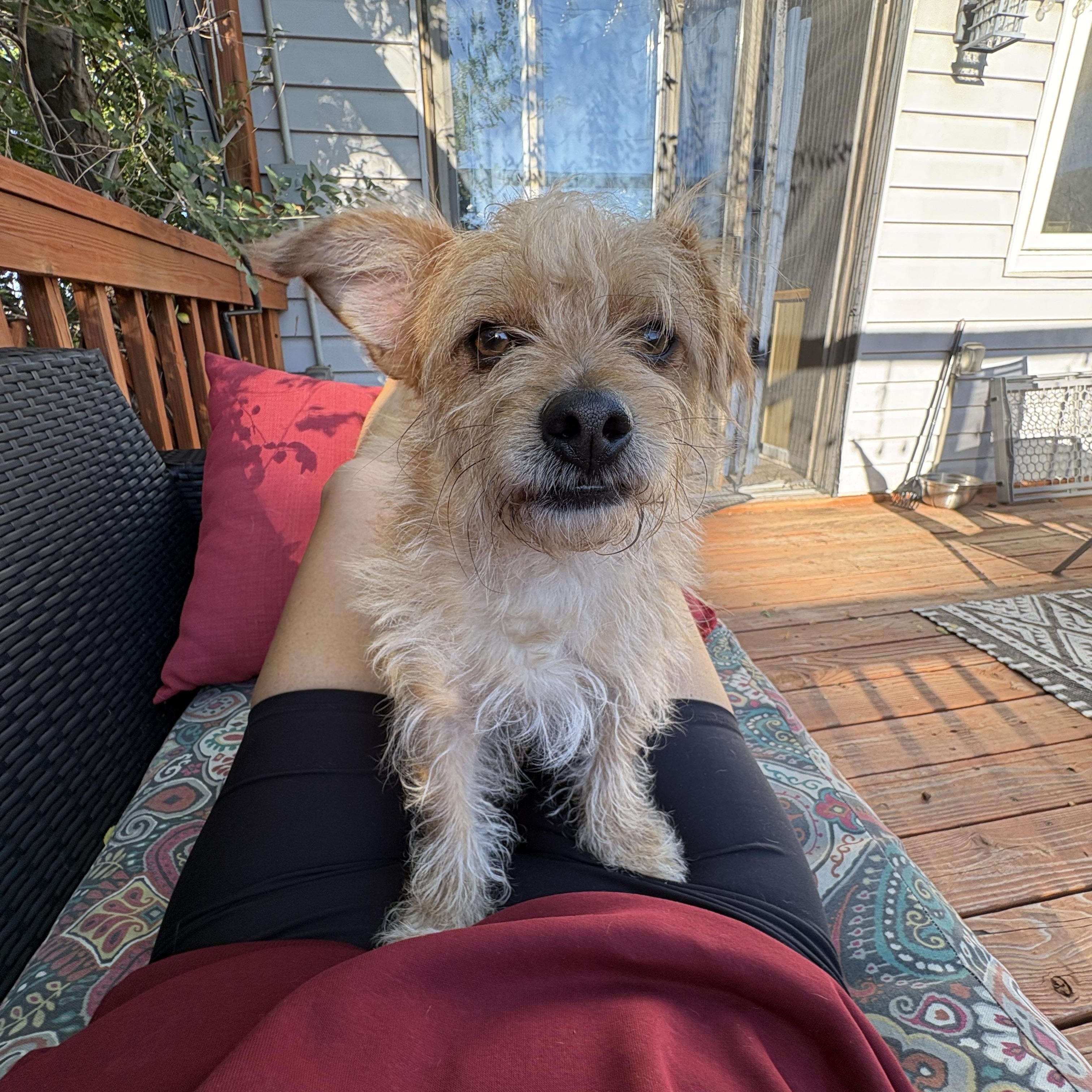 Enlarge Humphrey, a Adopted Cairn Terrier in Denver, CO image 2/4
