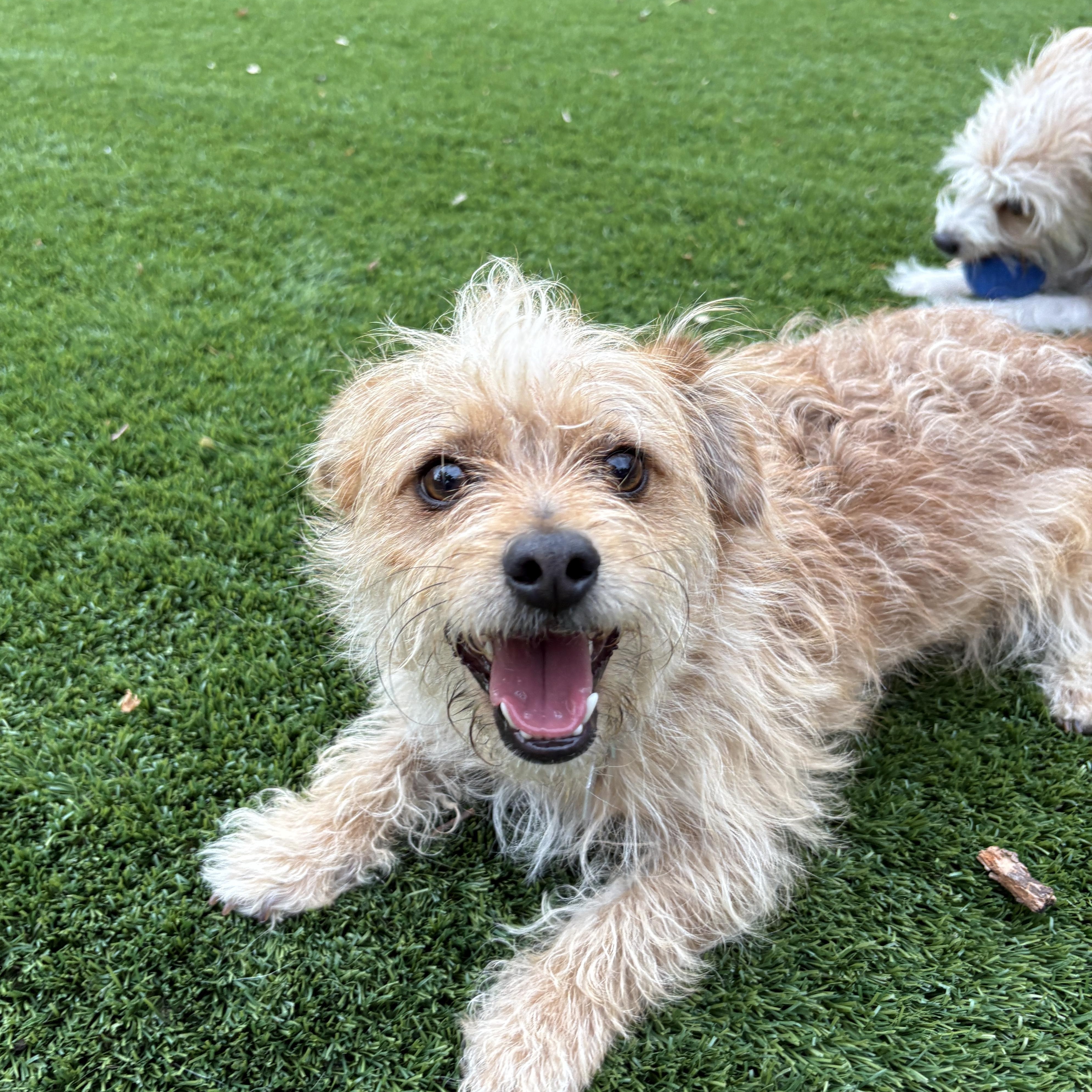 Enlarge Humphrey, a Adopted Cairn Terrier in Denver, CO image 3/4