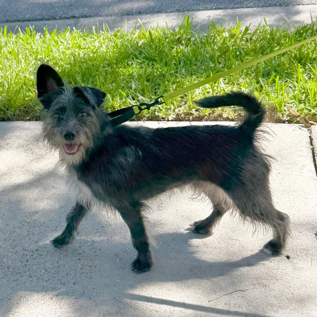 Enlarge Narshi, a Adoptable mixed breed in Sarasota, FL image 2/6