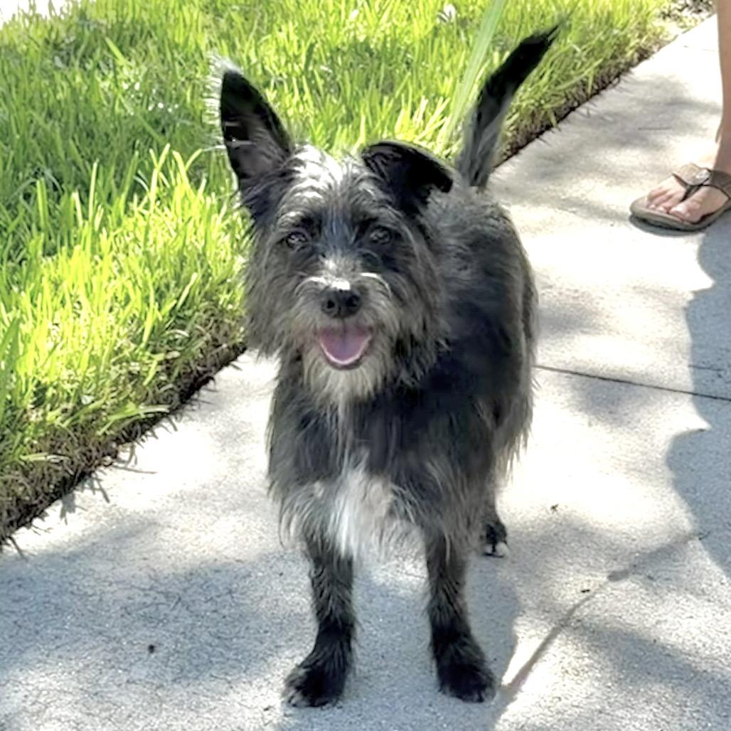 Enlarge Narshi, a Adoptable mixed breed in Sarasota, FL image 3/6