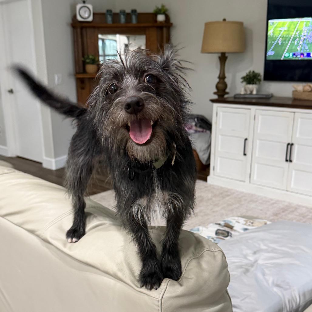 Enlarge Narshi, a Adoptable mixed breed in Sarasota, FL image 6/6