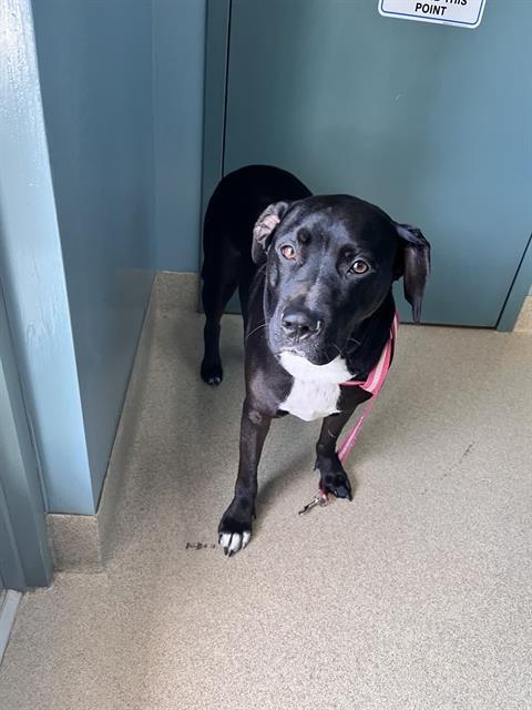CANNOLI, Adoptable, Adult Male Labrador Retriever & Mixed Breed.