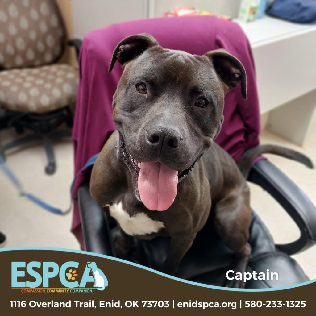 Captain, Adoptable, Adult Male American Staffordshire Terrier.