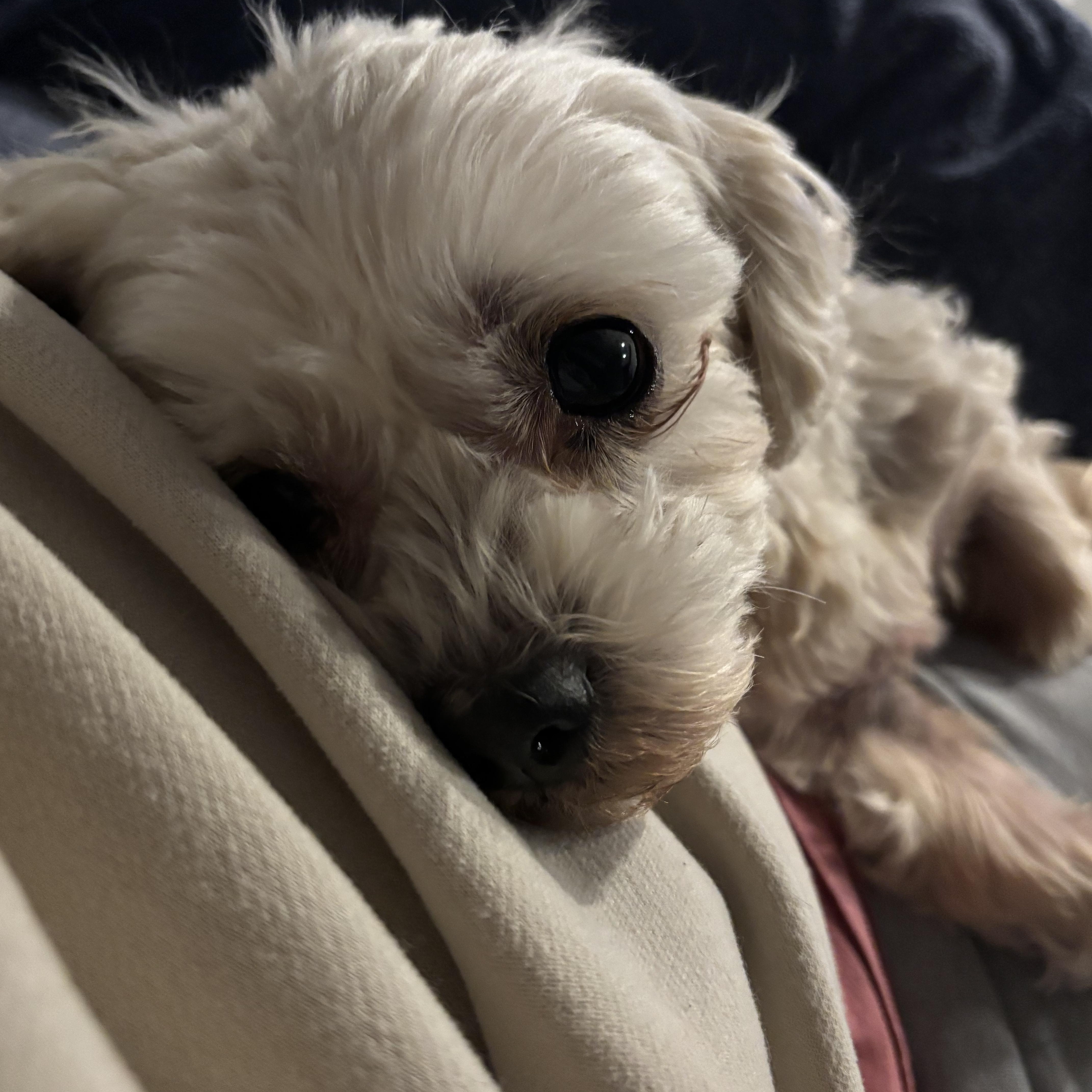 Enlarge Roxy, a Adoptable mixed breed in Rye Brook, NY image 1/3