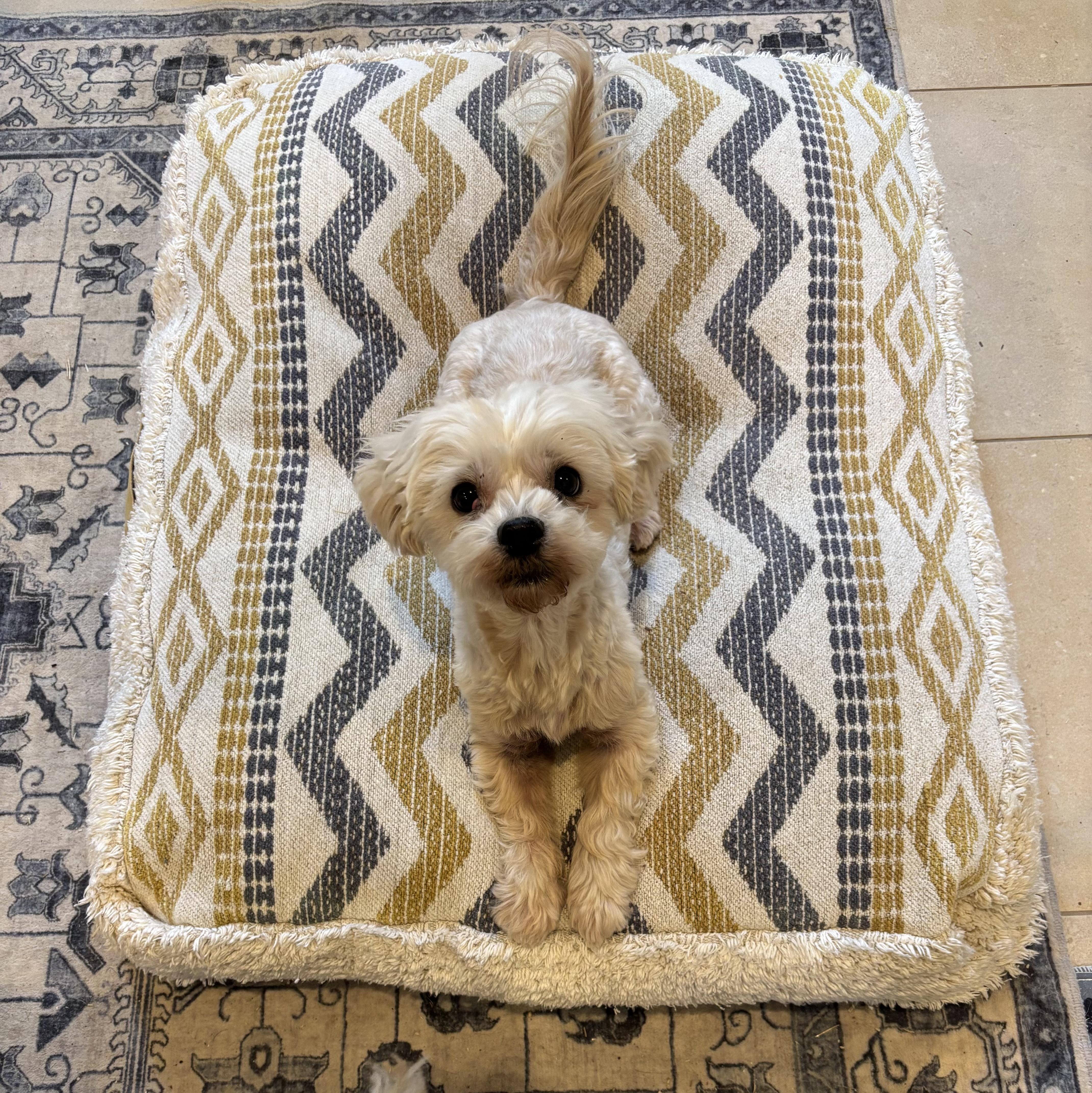 Enlarge Roxy, a Adoptable mixed breed in Rye Brook, NY image 2/3