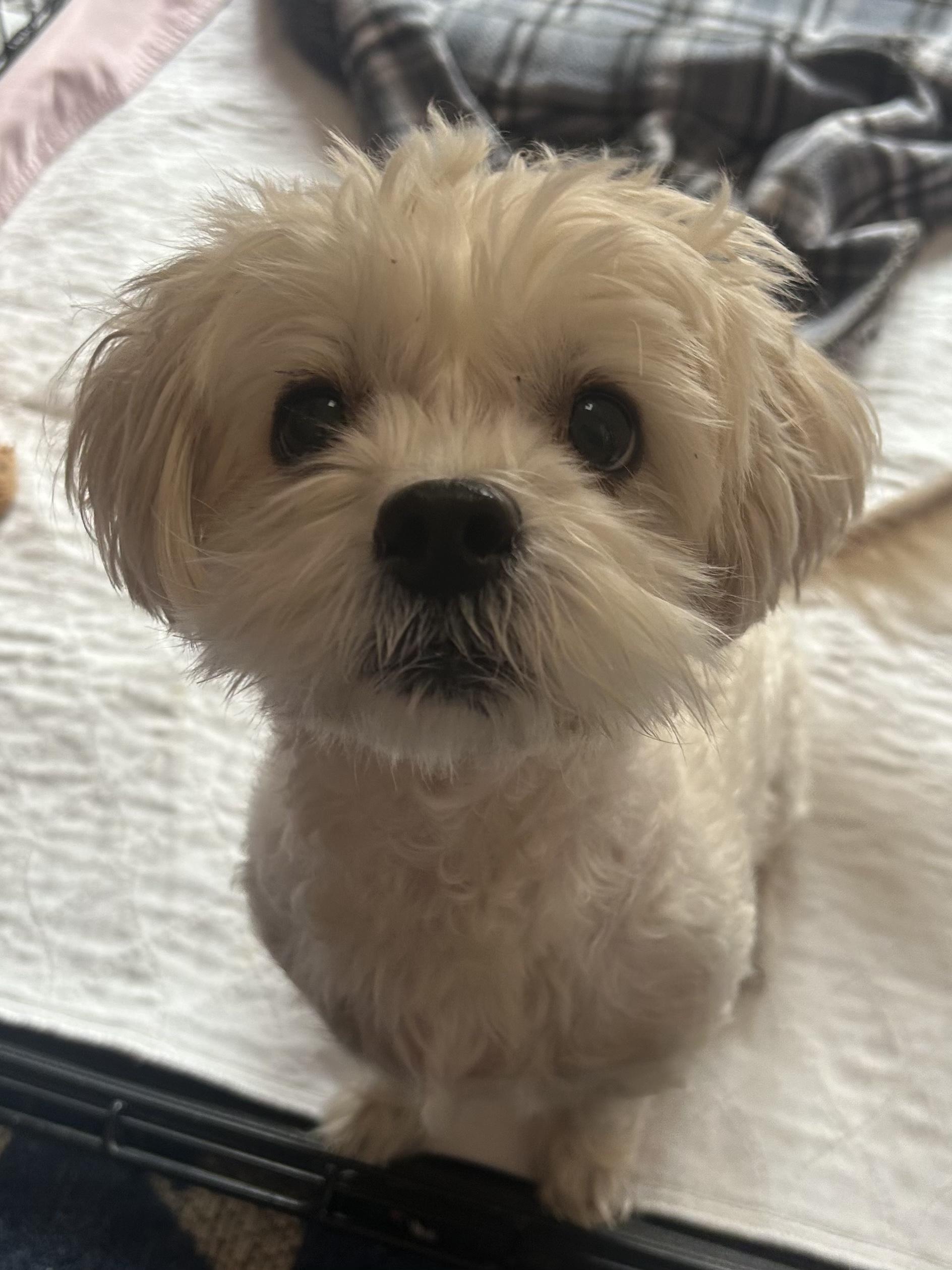 Enlarge Roxy, a Adoptable mixed breed in Rye Brook, NY image 3/3