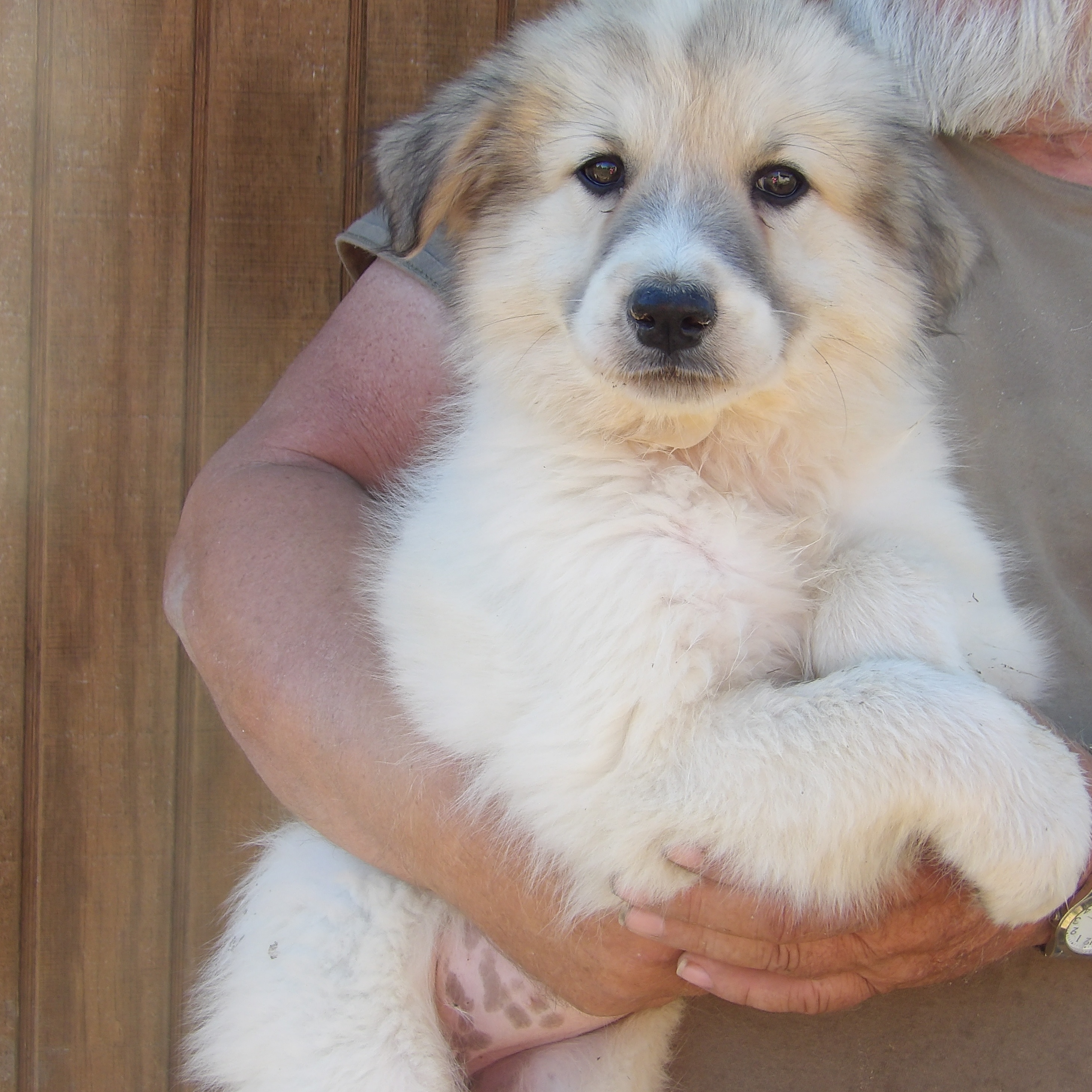 Dog for adoption Cheyanne, a Great Pyrenees in Zaleski, OH Petfinder