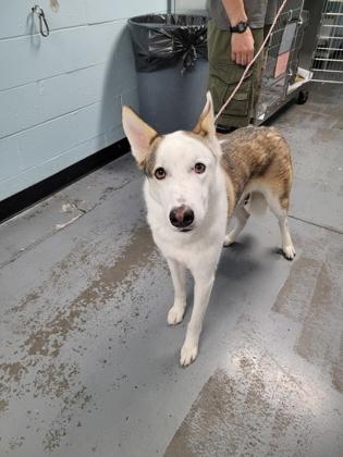 Blu, adopted, Young Male Siberian Husky.