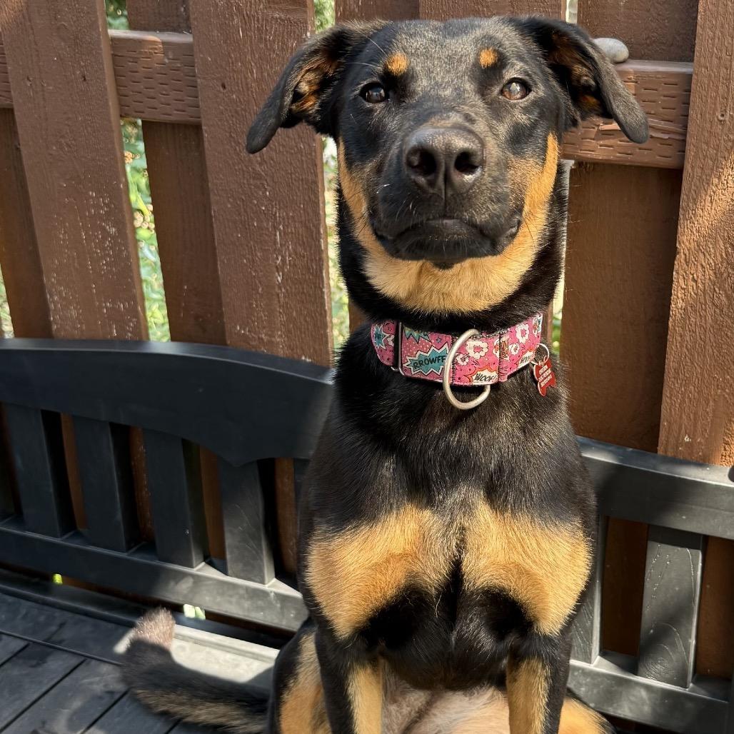 Harper, Adoptable, Adult Female Mixed Breed.