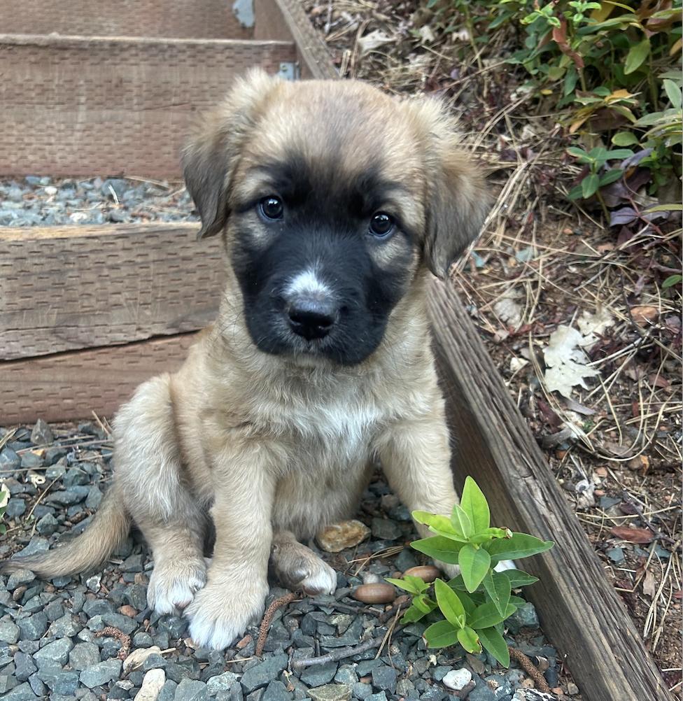 Atlas (Toy Story 5), a Adoptable mixed breed in Redwood City, CA image 2/5