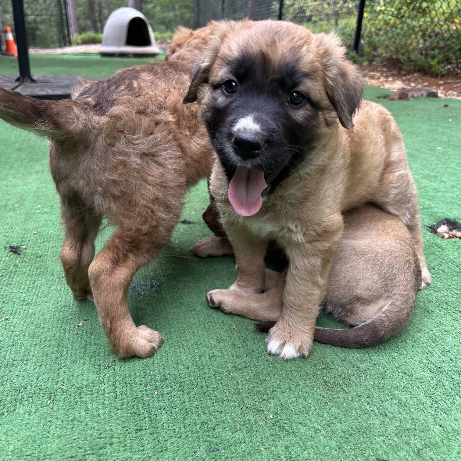 Atlas (Toy Story 5), a Adoptable mixed breed in Redwood City, CA image 3/5