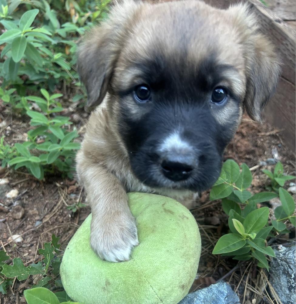 Atlas (Toy Story 5), a Adoptable mixed breed in Redwood City, CA image 5/5