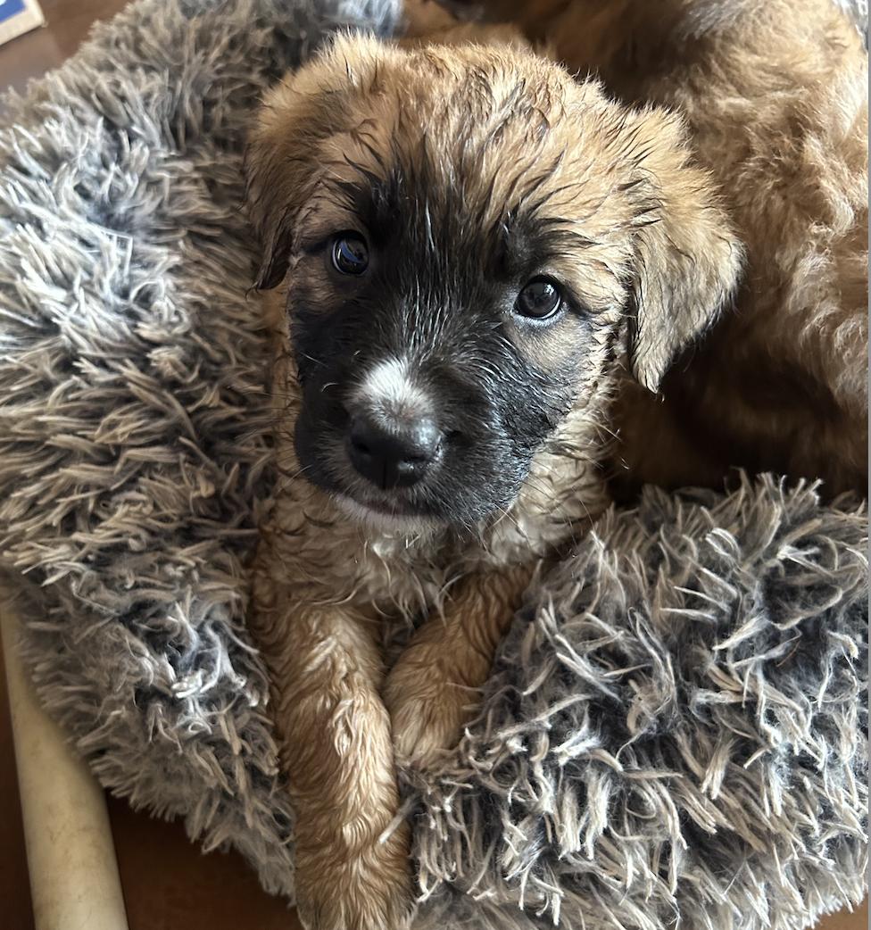 Atlas (Toy Story 5), Adoptable, Puppy Male Shepherd.