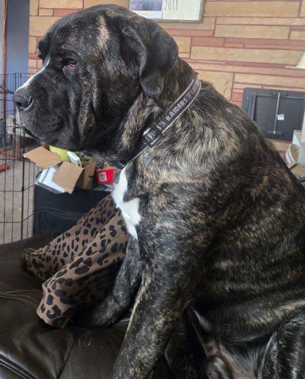Enlarge Duke, a ADOPTABLE Cane Corso in Larkspur, CO image 3/4