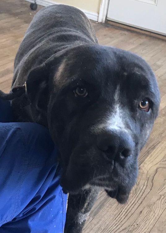 Duke, ADOPTABLE, Young Male Cane Corso.