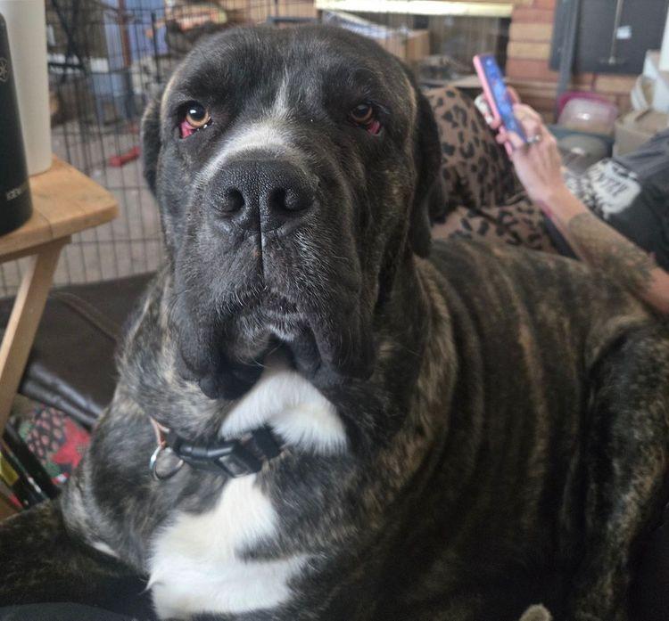 Enlarge Duke, a ADOPTABLE Cane Corso in Larkspur, CO image 4/4