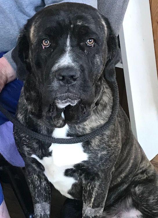 Enlarge Duke, a ADOPTABLE Cane Corso in Larkspur, CO image 2/4