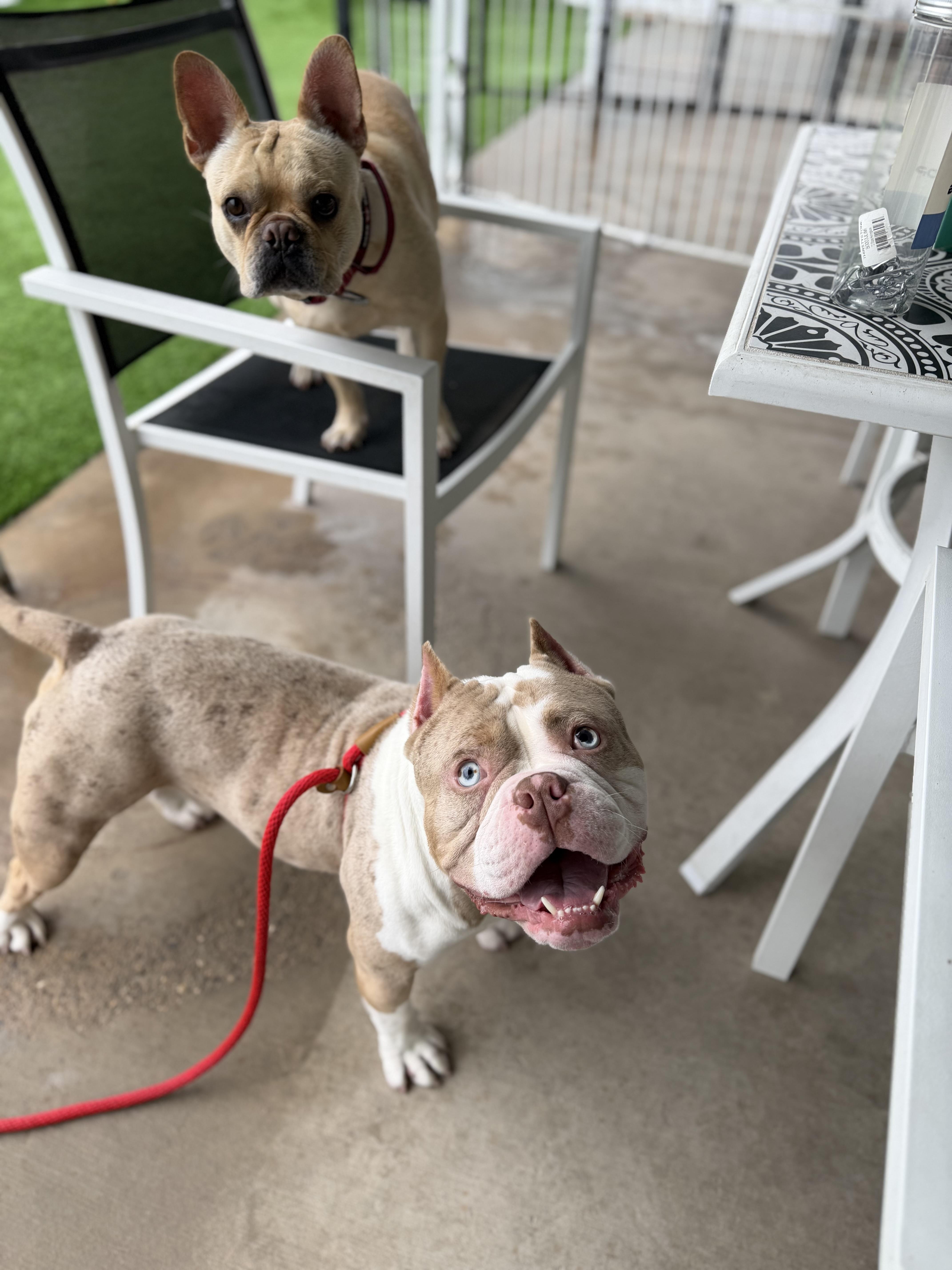 Enlarge Kodiak, an adopted American Bully in Las Vegas, NV image 3/3