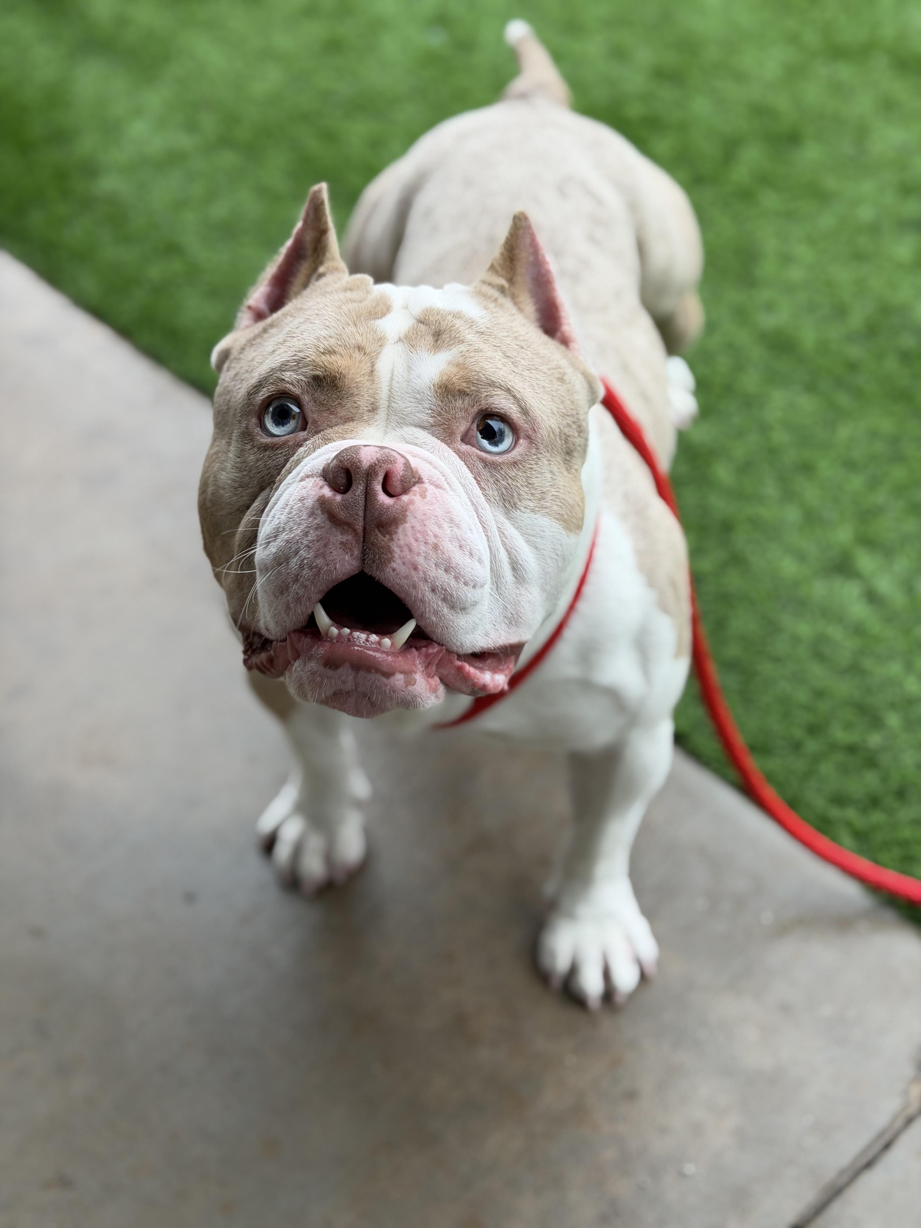 Kodiak, ADOPTABLE, Young Male American Bully.