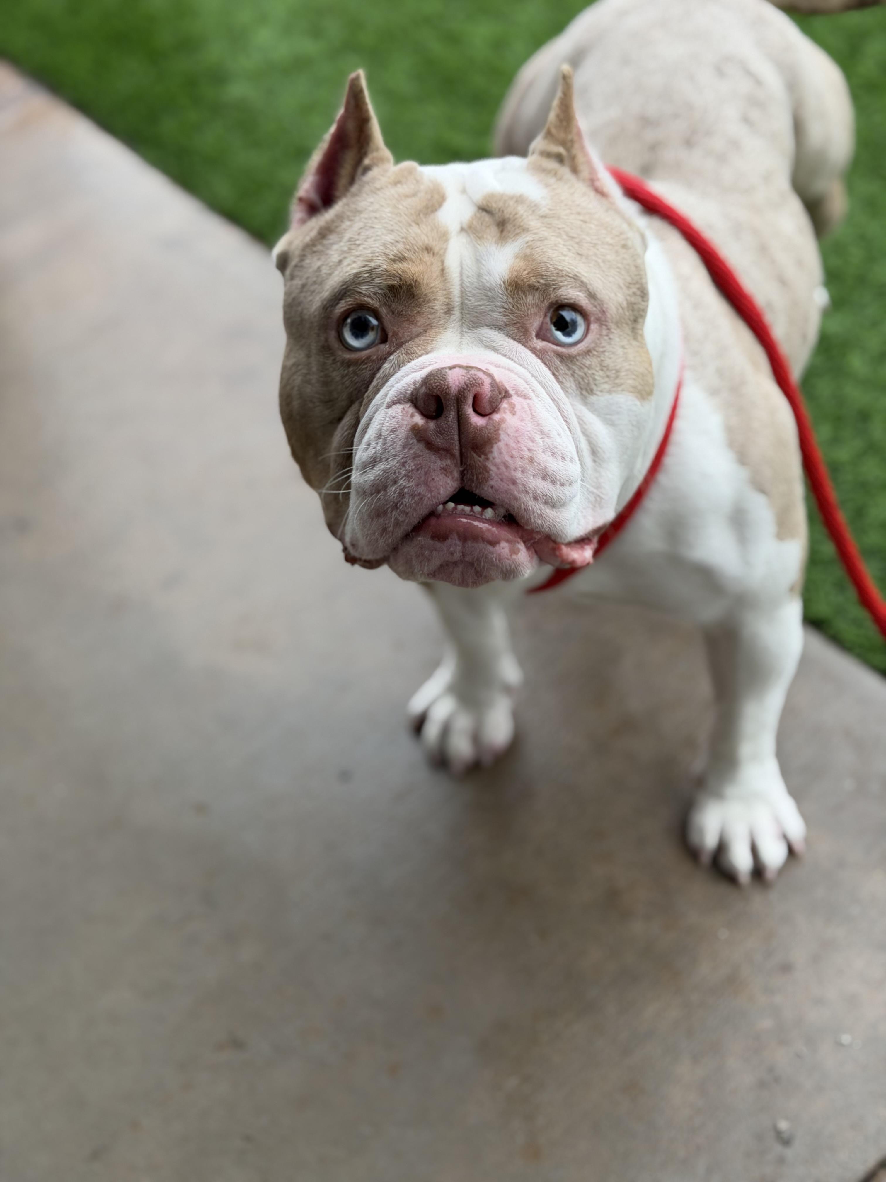 Enlarge Kodiak, an adopted American Bully in Las Vegas, NV image 2/3