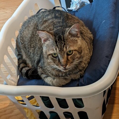 Stollen, Adoptable, Senior Male Domestic Short Hair.