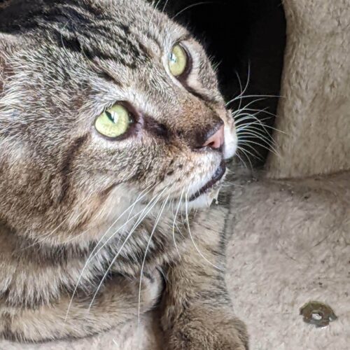 Stollen — thumbnail 5