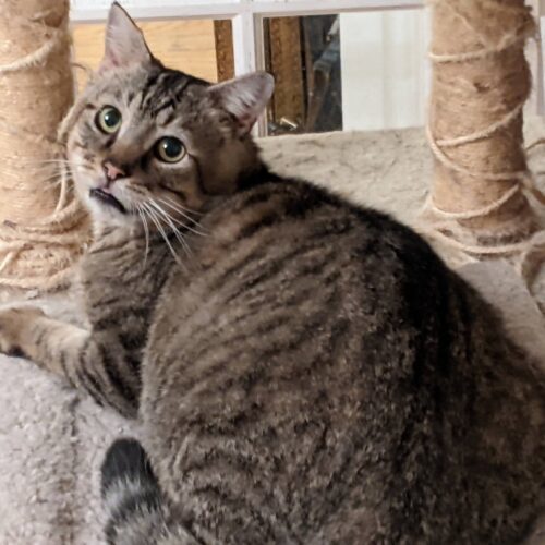 Enlarge Stollen, a Adoptable Domestic Short Hair in Tipp City, OH image 7/9