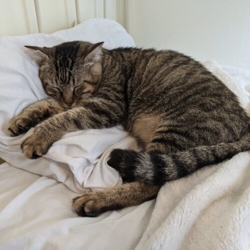 Enlarge Stollen, a Adoptable Domestic Short Hair in Tipp City, OH image 8/9