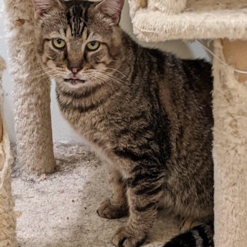 Enlarge Stollen, a Adoptable Domestic Short Hair in Tipp City, OH image 9/9