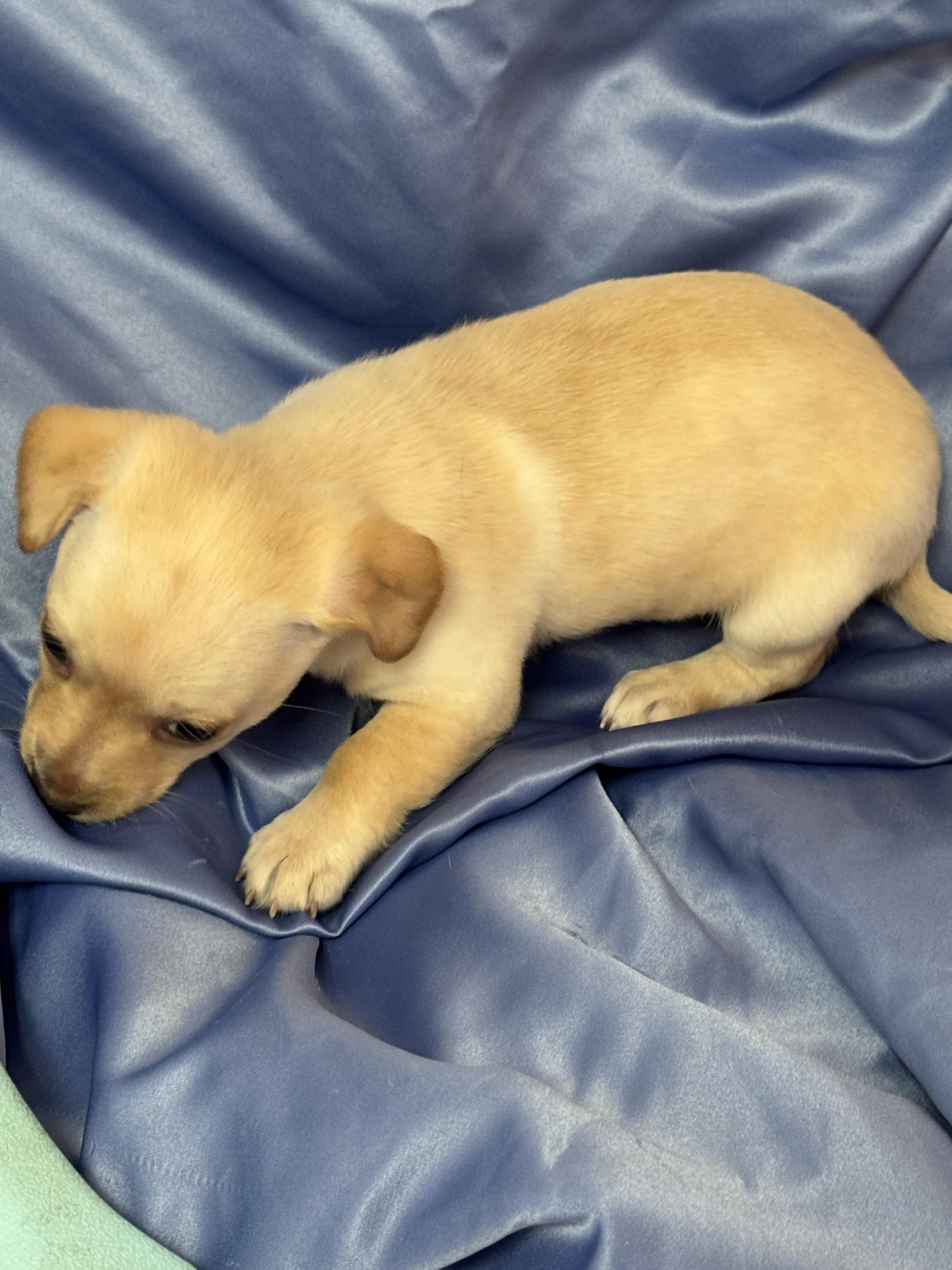 Moon, adopted, Puppy Male Chiweenie.