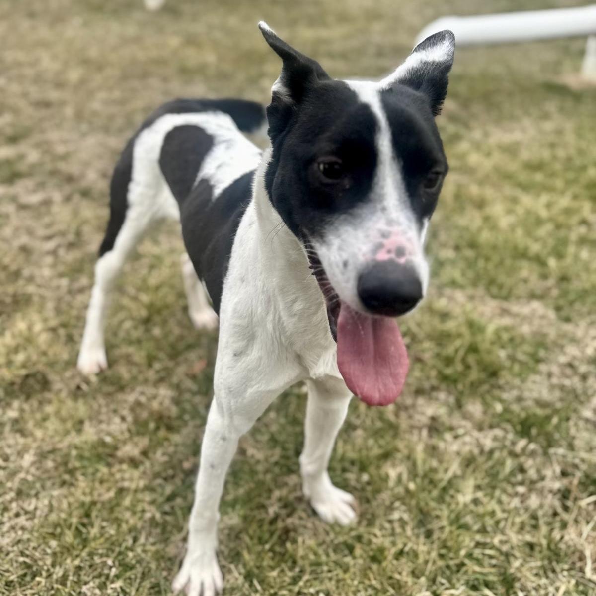 Border Collie Pinterst Precious - Adoptable Pet | Petfinder