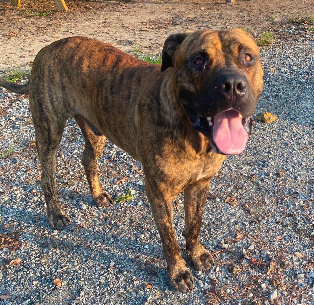 Enlarge Hercules, a Adopted Mastiff in Lakeland, GA image 1/1