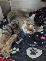 Enlarge Baby, a ADOPTABLE Domestic Short Hair in Manitowoc, WI image 1/1