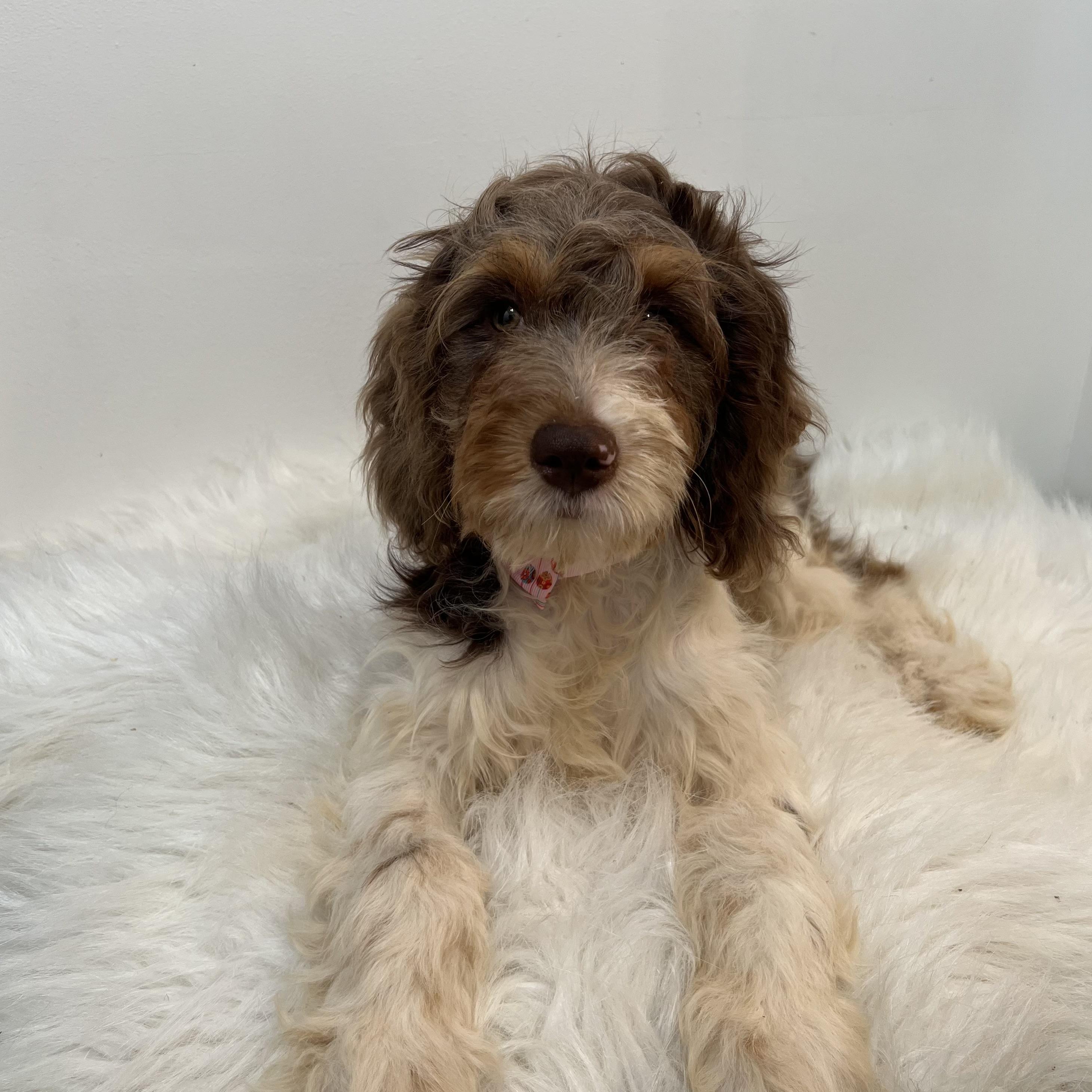 Tulip, an adoptable Cavapoo in Wrightstown, NJ, 08562 | Photo Image 1