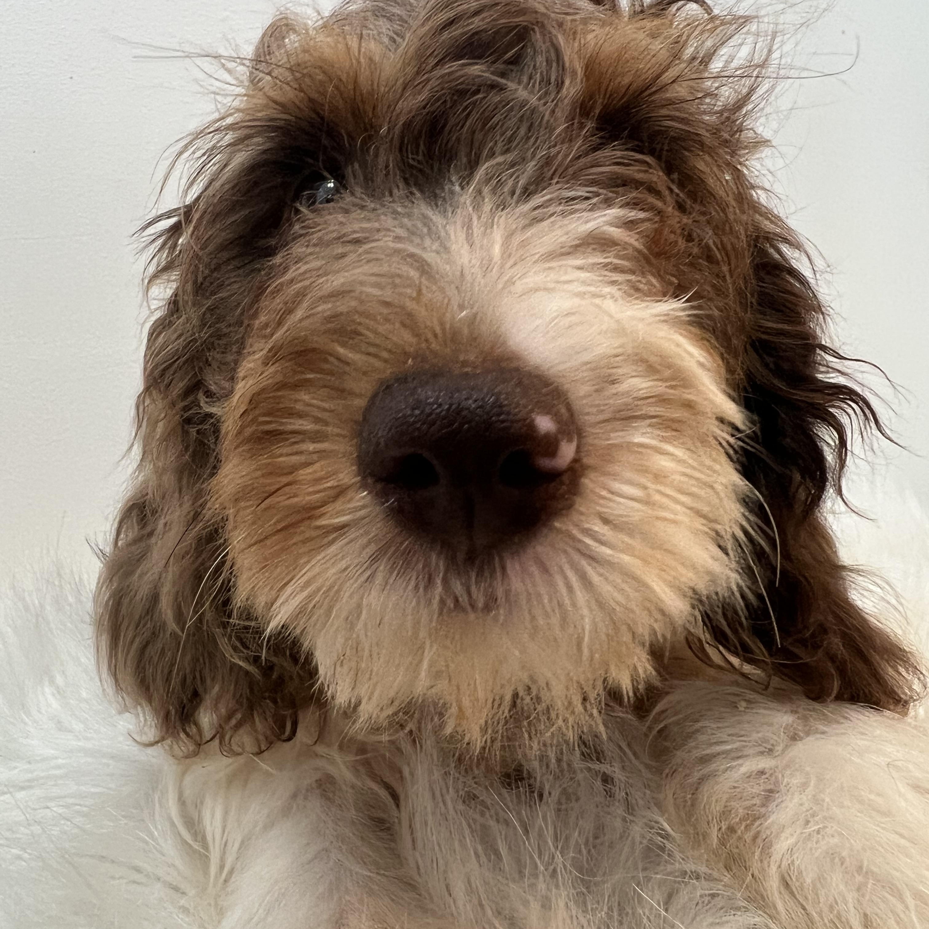 Tulip, an adoptable Cavapoo in Wrightstown, NJ, 08562 | Photo Image 5