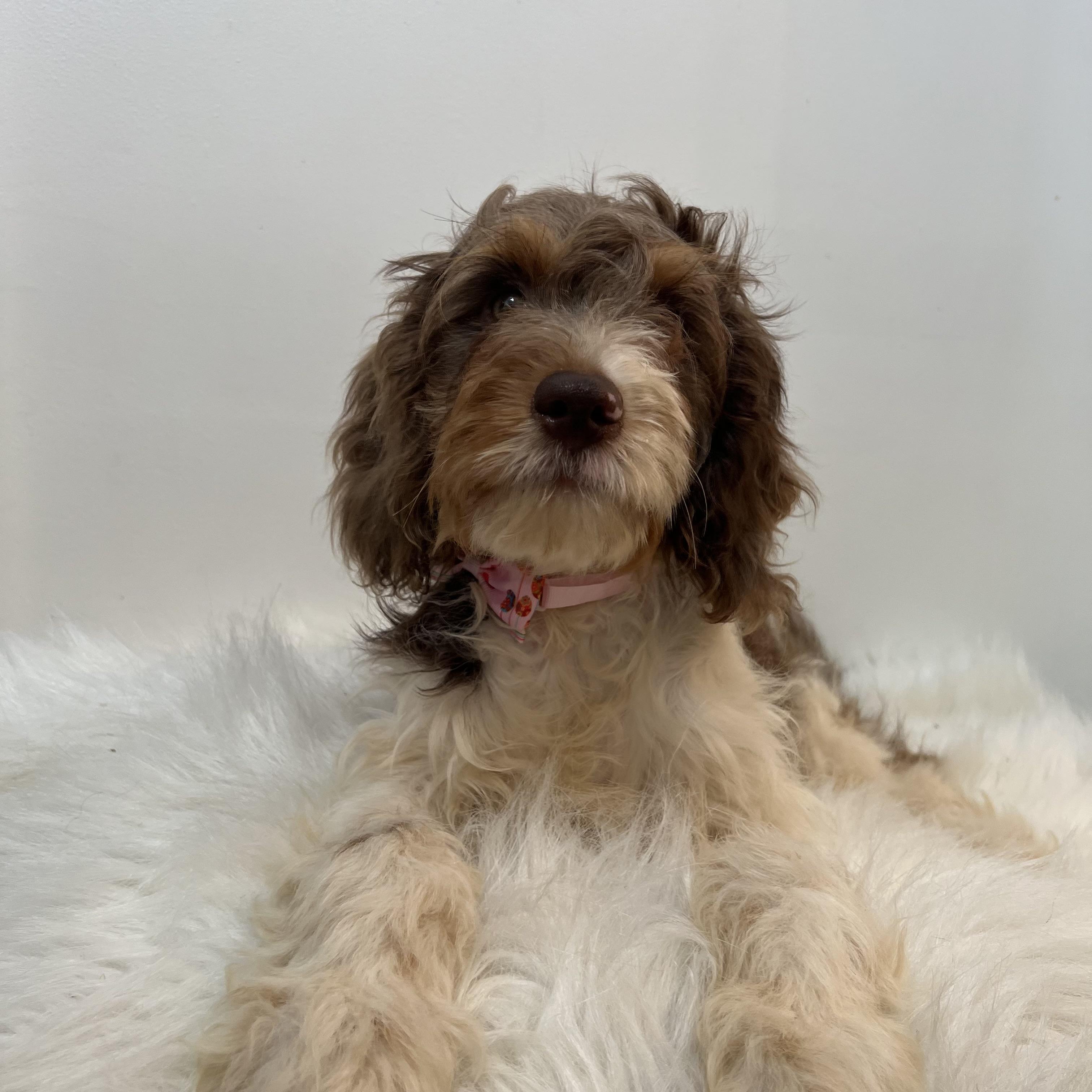 Tulip, an adoptable Cavapoo in Wrightstown, NJ, 08562 | Photo Image 2