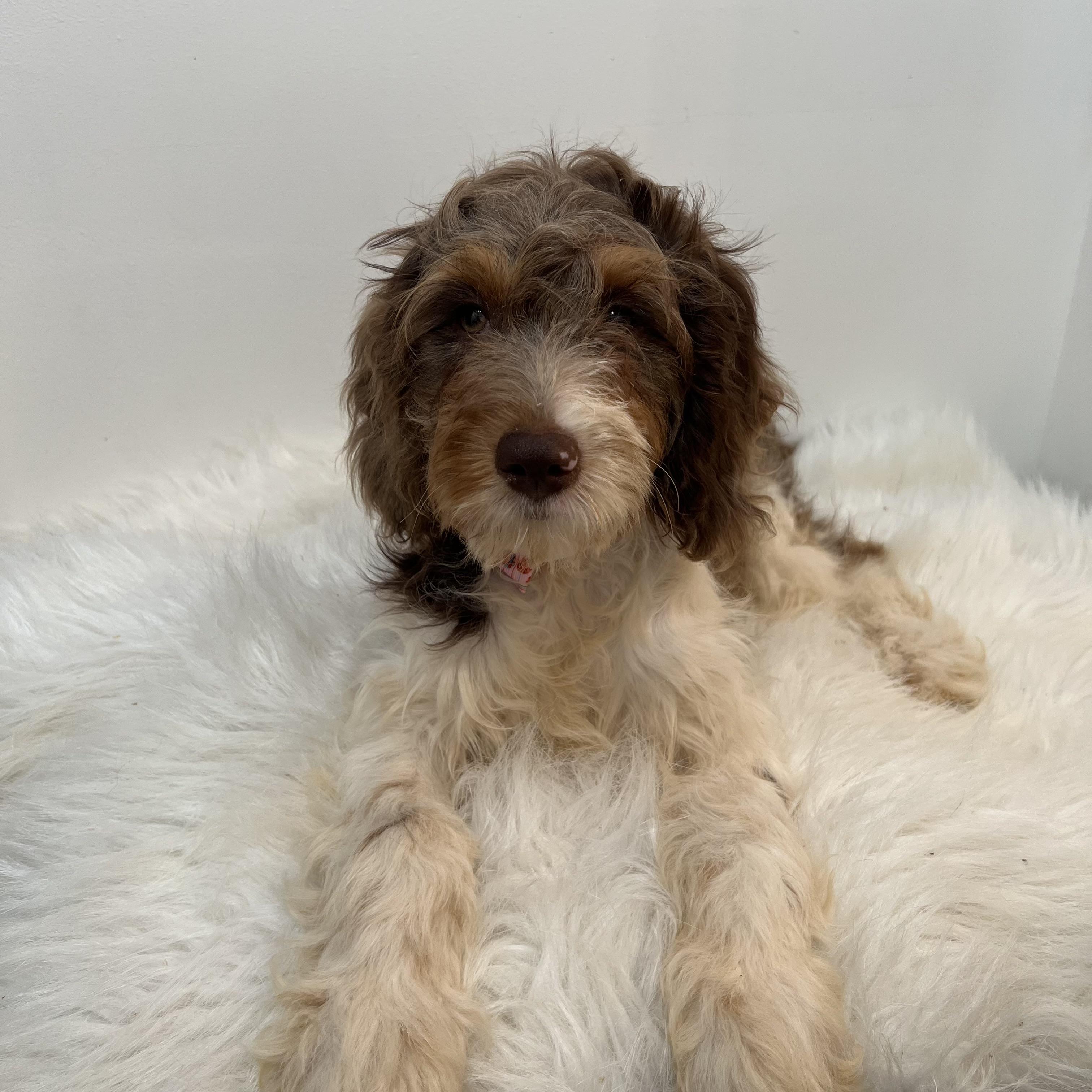 Tulip, an adoptable Cavapoo in Wrightstown, NJ, 08562 | Photo Image 3