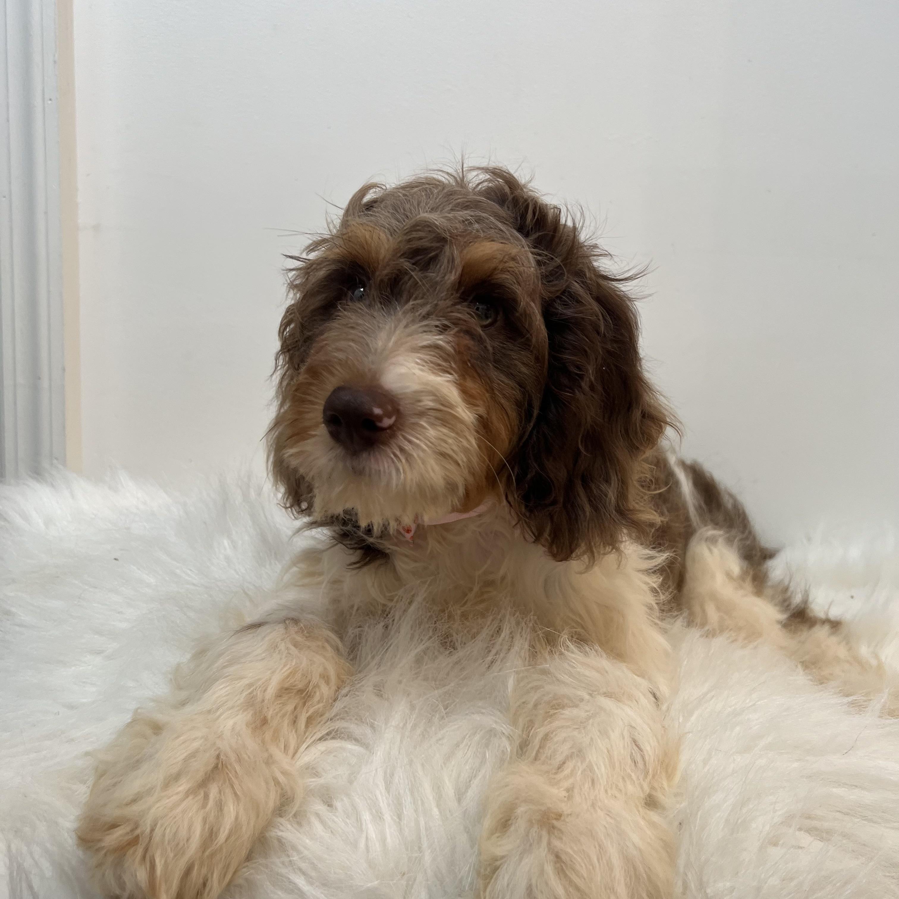 Tulip, an adoptable Cavapoo in Wrightstown, NJ, 08562 | Photo Image 4