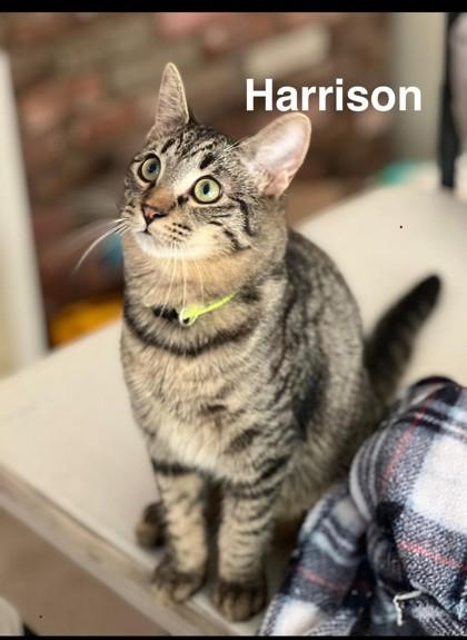 Enlarge Harrison, a Adoptable Domestic Short Hair in Santa Cruz, CA image 1/1