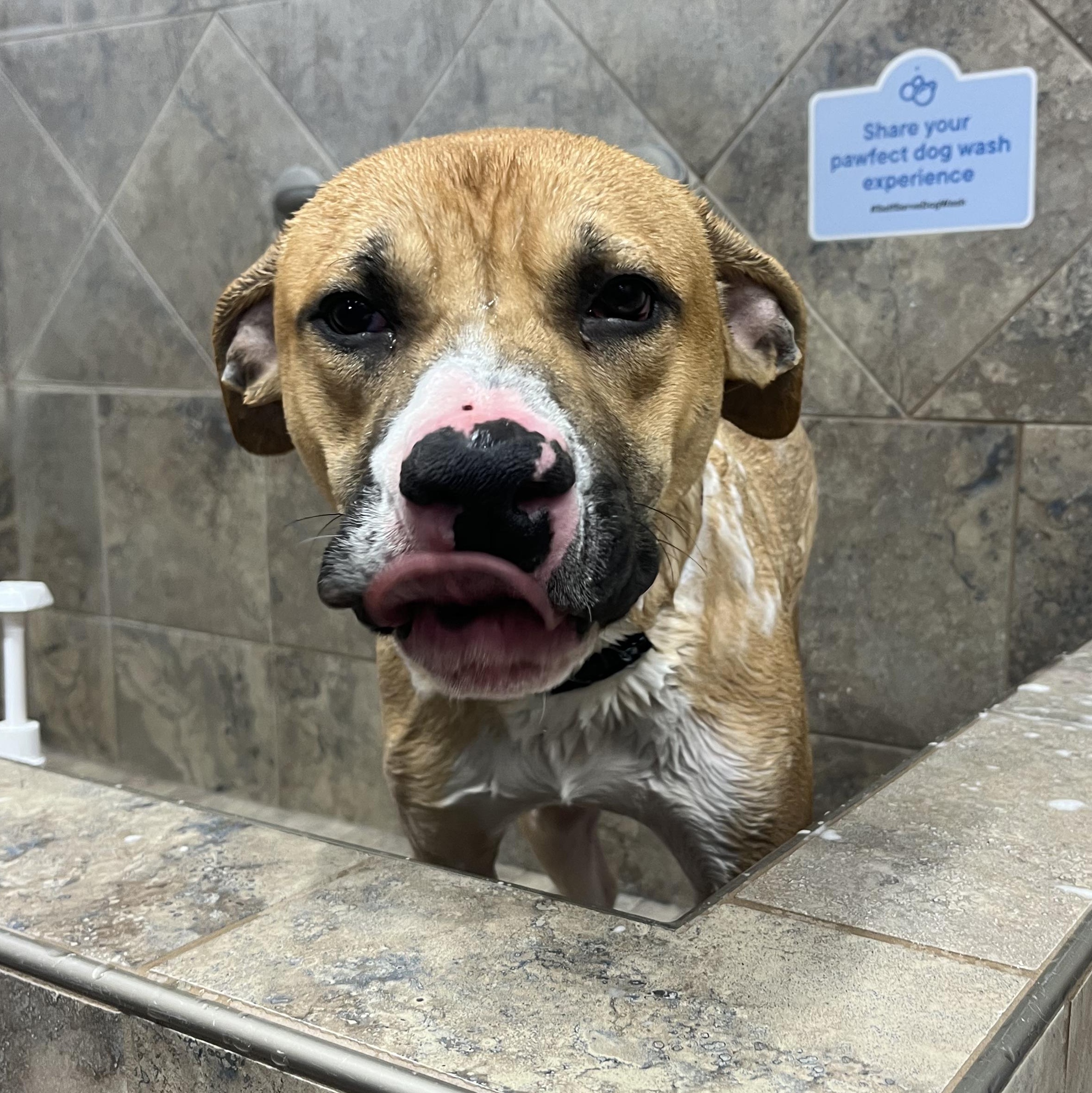 Enlarge Kevin, a ADOPTABLE American Bully in Lisle, ON image 2/4